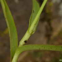 Murdannia esculenta (Wall. ex C.B.Clarke) Abeyw.